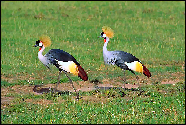 crowned-cranes.jpg