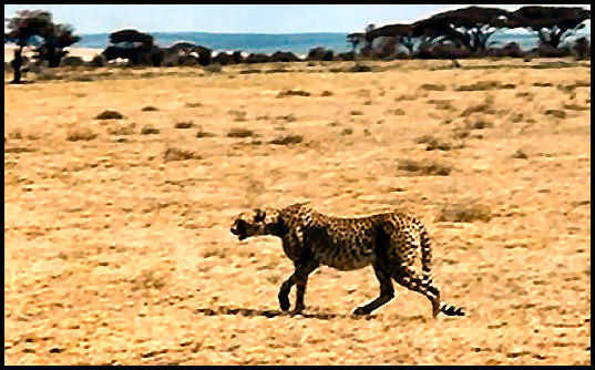 leopa.jpg